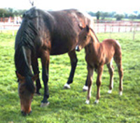 Brood Mares